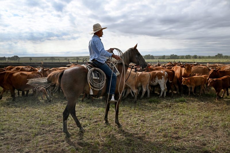 Trump’s Argentina beef import plan will harm U.S. ranchers, industry warns Trump’s Argentina beef import plan will harm U.S. ranchers, industry warns